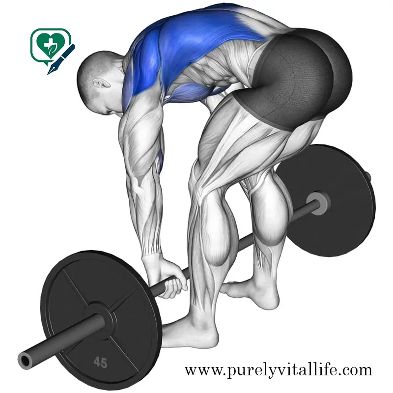 pendlay rows one of the best exercises for growth the muscle quickly