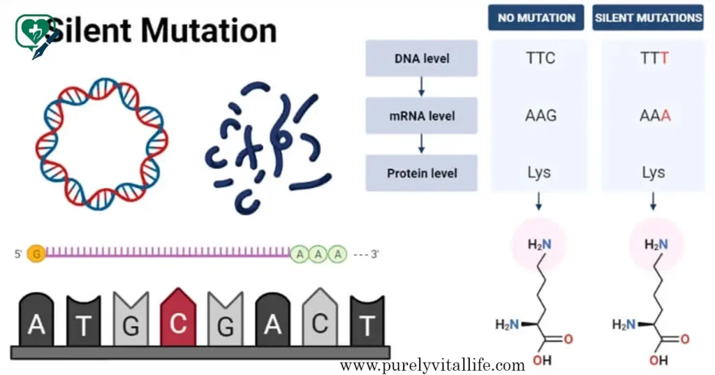 silent genetic mutation