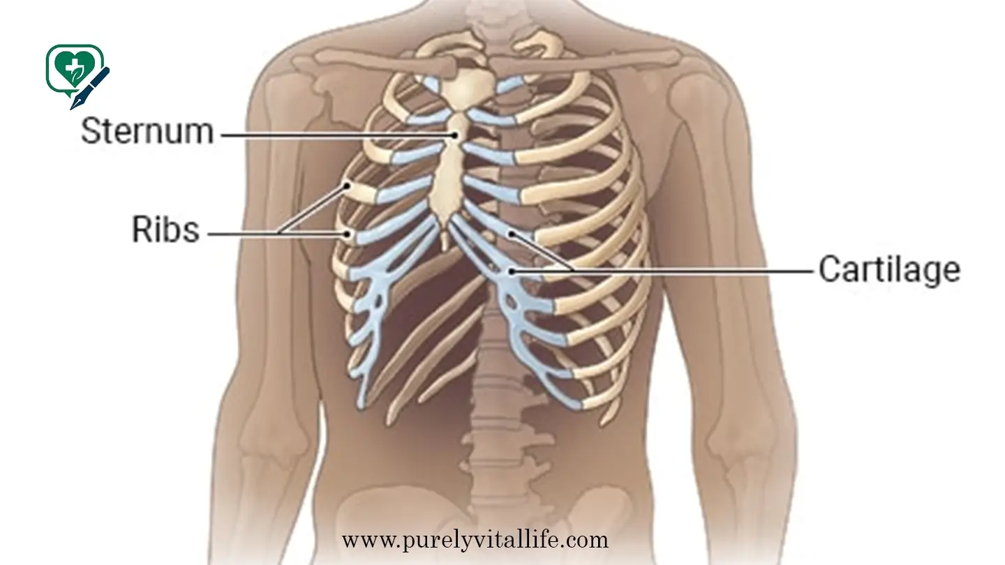 sternum and ribs